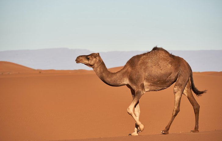 Alice the Camel nursery rhyme.jpg