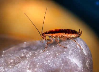 La Cucaracha.jpg