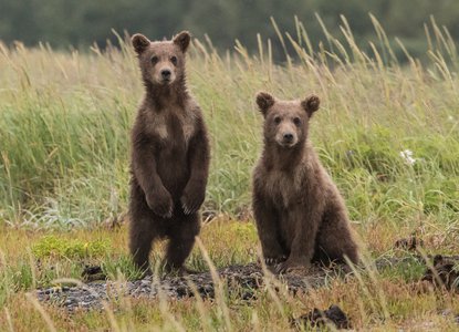 bears