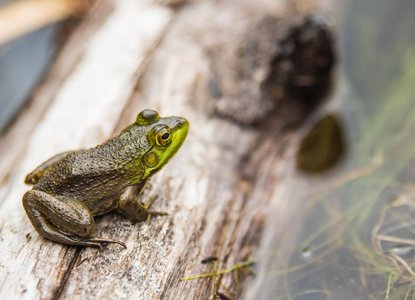 Five little speckled frogs