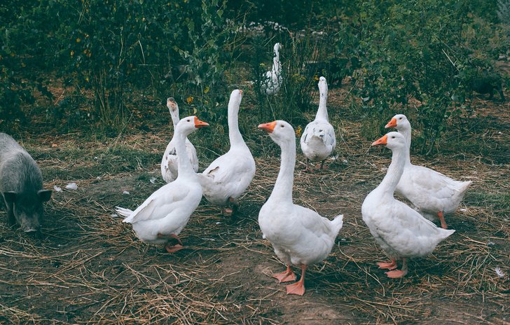 goosey goosey gander