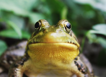 frog