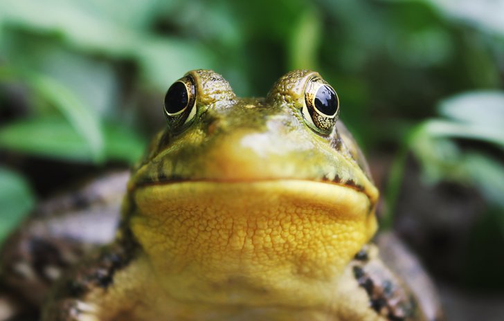 frog