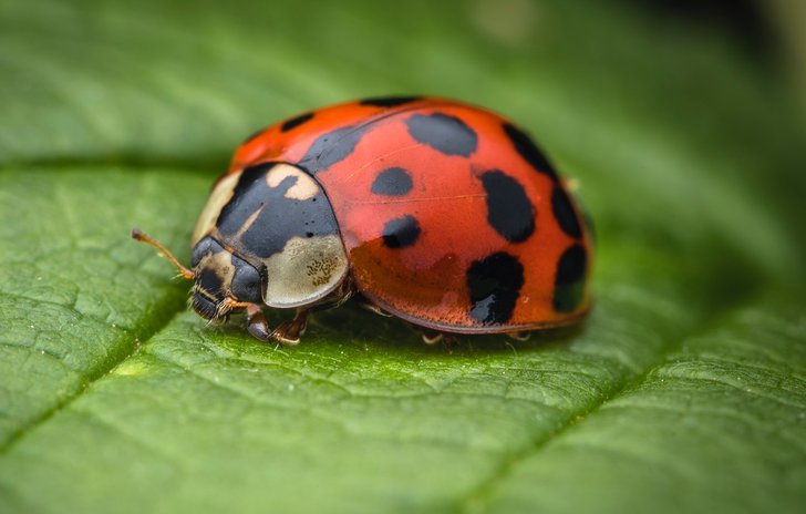 Ladybird nursery rhyme