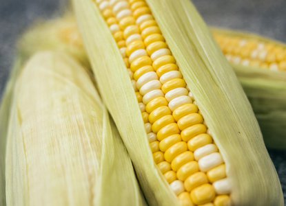 Corn nursery rhyme